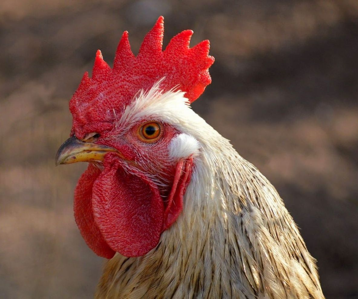 Pijetao na zelenoj pašnjaci tokom dana
