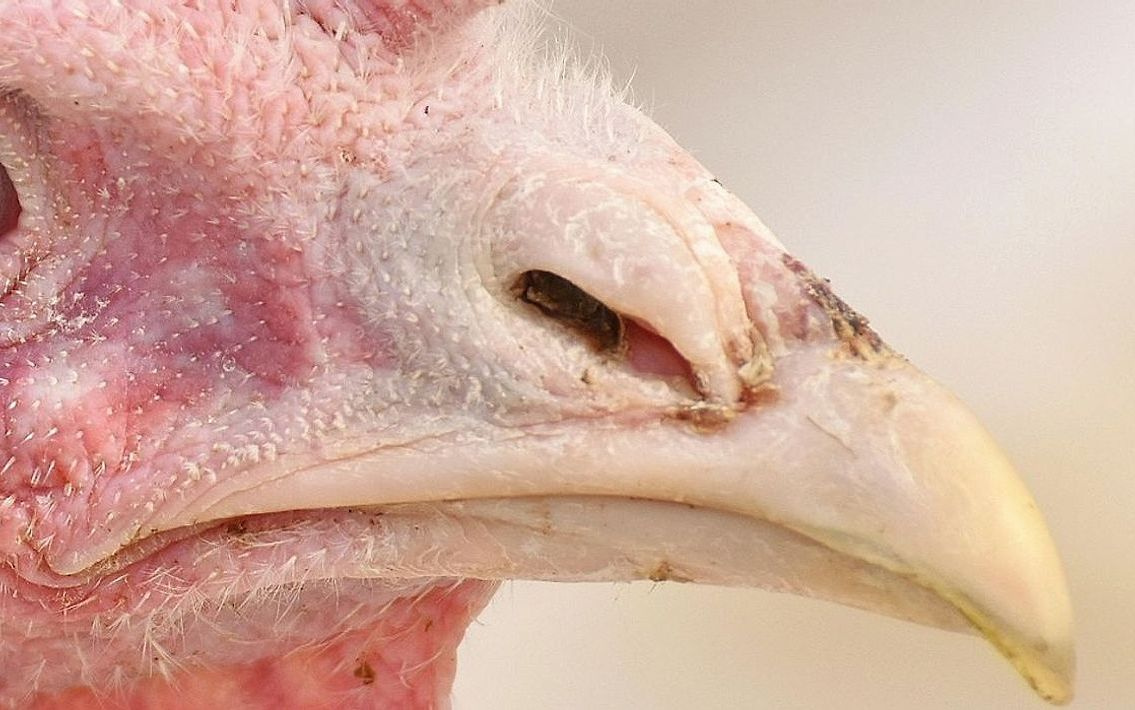 Cijeli kruh od poljoprivrede, pečen u našoj peći