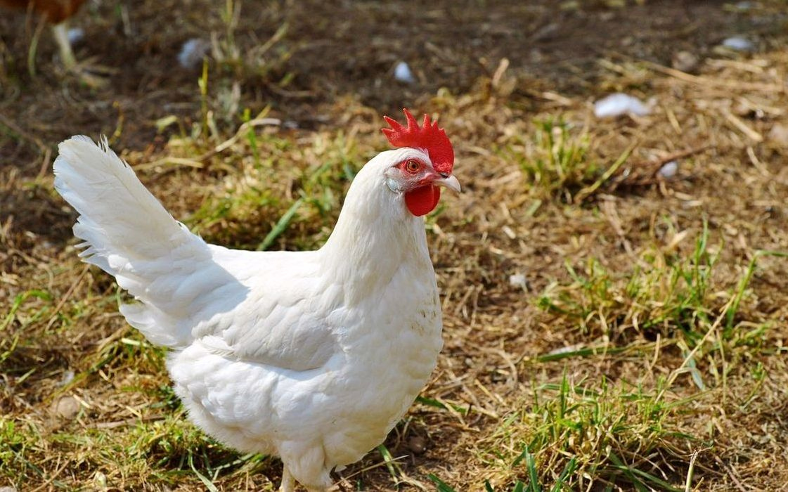 Pročelje farme na sunčanoj lokaciji u prirodi