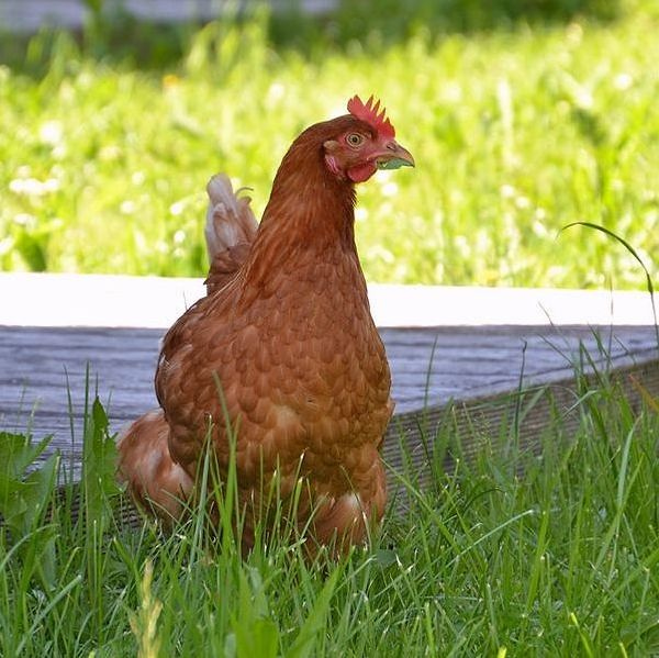 Portret vlasnika farme